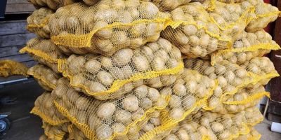 Patatas comestibles Soraya. Zanahorias, perejil, remolacha. Patatas comestibles Soraya