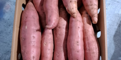 Disponible para exportación de batata de primera calidad. Cargas