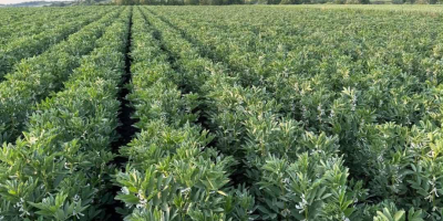 Vendo habas, variedad Rambos, Bizon. Año de cosecha 2025.
