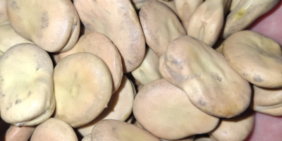 Vendo habas, variedad Rambos, Bizon. Año de cosecha 2025.