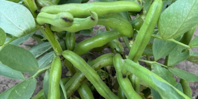 Vendo habas, variedad Rambos, Bizon. Año de cosecha 2025.