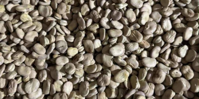 Vendo habas, variedad Rambos, Bizon. Año de cosecha 2025.