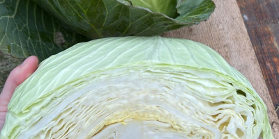 Podemos gestionar el envío si es necesario. Entrega gratuita