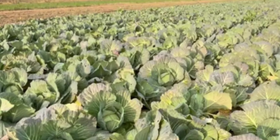 Podemos gestionar el envío si es necesario. Entrega gratuita