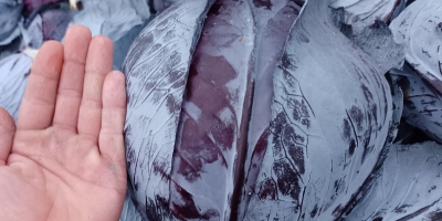 Vendo col lombarda, producto sano, calibre 2-4 kg.