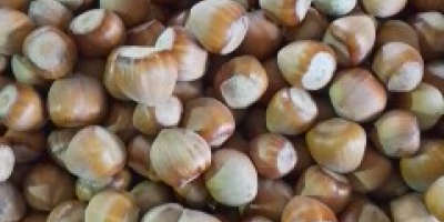 Vendo avellanas, aproximadamente 500 kg, cosecha 2025