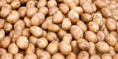 Papas frescas envasadas en Big Bax o a pedido.