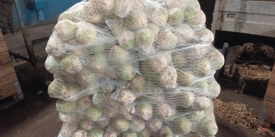 Vendo apio pulido, sano y bonito. Peso: 0,5-1,2 kg.