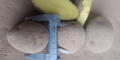 Hola, vendo papas de las variedades Soraya, Melody y