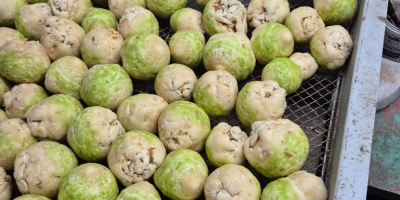 Vendo apio lavado con cepillo, calibre 0,4-1,2 kg. Envasado