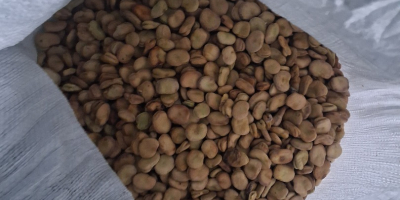 Venderé semillas de haba Bizon 2025 aproximadamente 1,7 toneladas,