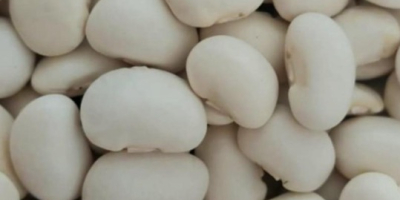 Vendo judías verdes enanas. Disponibles en sacos de 10,