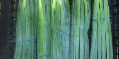 Vendo cebollino para ensalada, país de origen Egipto.