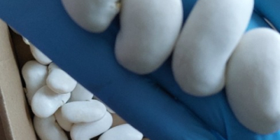 Fotos de los frijoles "Hannah el Hermoso" antes y