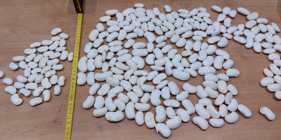 Fotos de los frijoles "Hannah el Hermoso" antes y