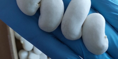 Fotos de los frijoles "Hannah el Hermoso" antes y