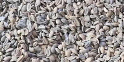 Vendo semillas de phacelia, desde 22 toneladas. ¿Tienes alguna