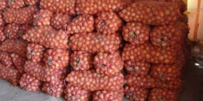 Somos un productor y proveedor confiable de cebollas de