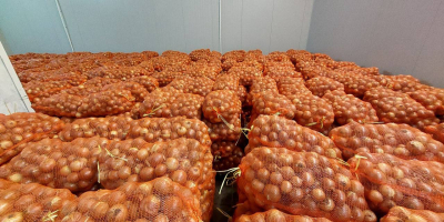 Somos un productor y proveedor confiable de cebollas de