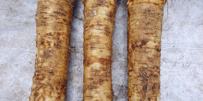 Rábano picante mixto de 6 a 700 kg para