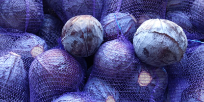 Vendo col blanca y col lombarda 1-3 kg, embalaje