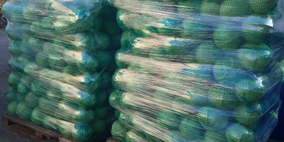 Vendo col blanca y col lombarda 1-3 kg, embalaje