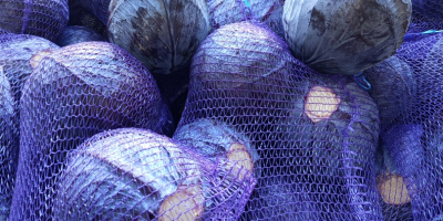 Vendo col blanca y col lombarda 1-3 kg, embalaje