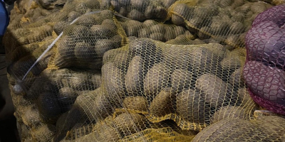 Tengo 24 toneladas de patatas de consumo PARADISO a