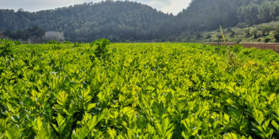 Up to 5 x tonnes Weekly supply capacity 1