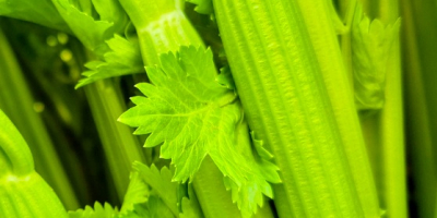 Up to 5 x tonnes Weekly supply capacity 1