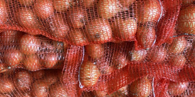 Cosecharemos 100 ha de judías verdes y 100 ha