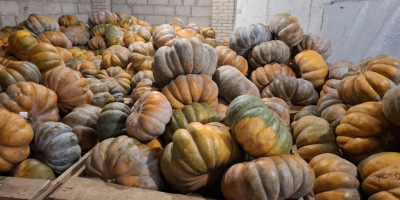 Buenos días, vendo calabaza moscatel.