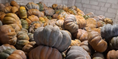 Buenos días, vendo calabaza moscatel.