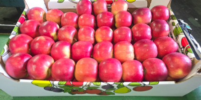 Vendo Prince Golden Jonagored Ligol Idared Gala Pinova Boskop