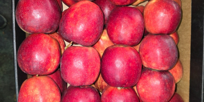 Vendo Prince Golden Jonagored Ligol Idared Gala Pinova Boskop