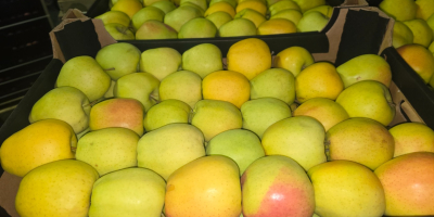 Vendo Prince Golden Jonagored Ligol Idared Gala Pinova Boskop