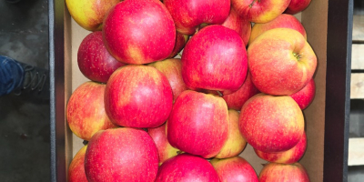 Vendo Prince Golden Jonagored Ligol Idared Gala Pinova Boskop