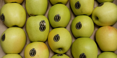 Vendo manzanas de mesa, variedades pequeñas y de segunda: