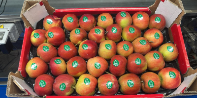 Vendo manzanas de mesa, variedades pequeñas y de segunda: