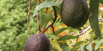 Ofrecemos un producto de aguacate premium, cultivado en regiones