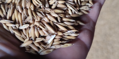 Vendo avena comprada en planta central hace un año,