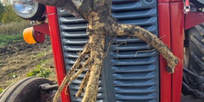 Jurel de primera y segunda clase 20t durante todo