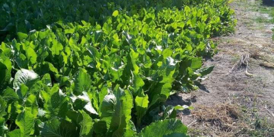 Jurel de primera y segunda clase 20t durante todo