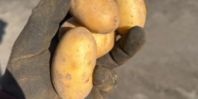 EN VENTA: Papas Baby de 22-40 mm – Gala