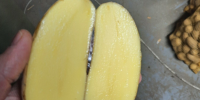 EN VENTA: Papas Baby de 22-40 mm – Gala