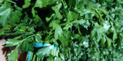 Envío fresco de perejil desde Uzbekistán, los productos se