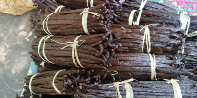 Vainas de vainilla frescas (variedad Bourbon) procedentes de Uganda.