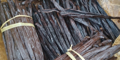 Vainas de vainilla frescas (variedad Bourbon) procedentes de Uganda.