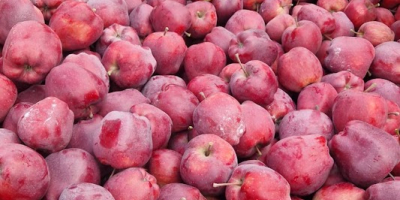 Ofrezco manzanas de la variedad Red Chief, calibre 65-85,