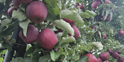Ofrezco manzanas Red Jonaprince, tamaño 65/85, con certificado KA;